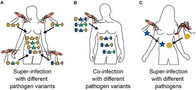 The many definitions of multiplicity of infection